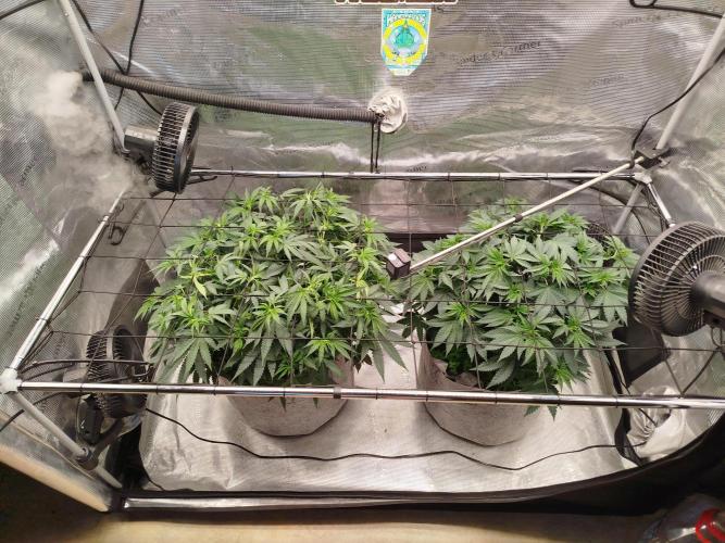 Living Soil Soma's Sacred Soil. Week 9