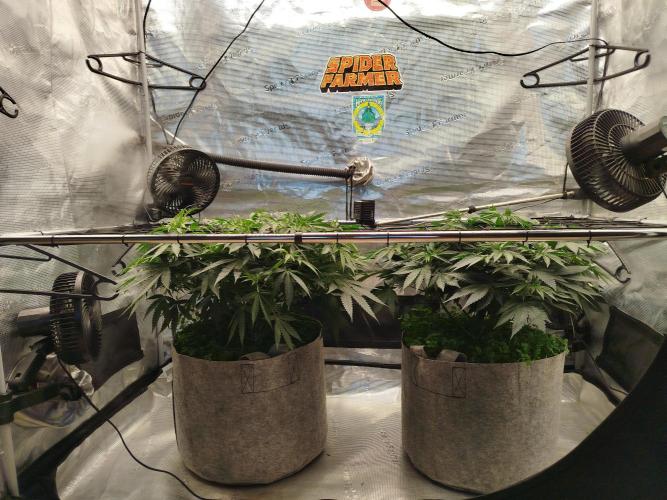 Living Soil Soma's Sacred Soil. Week 9