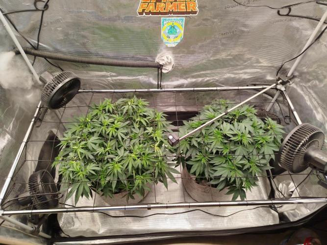 Living Soil Soma's Sacred Soil. Week 9