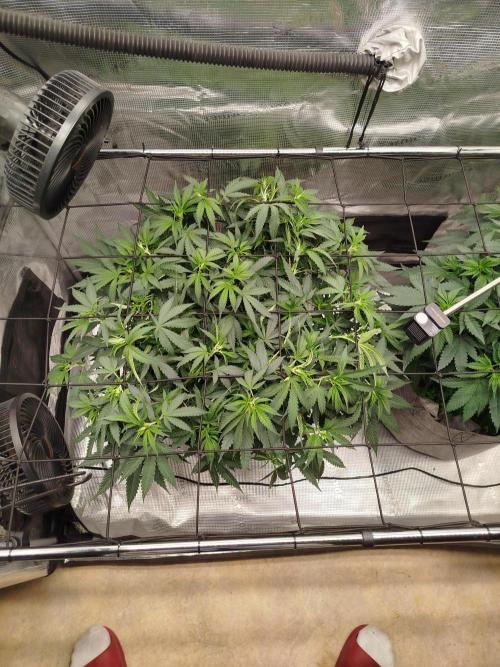 Living Soil Soma's Sacred Soil. Week 9