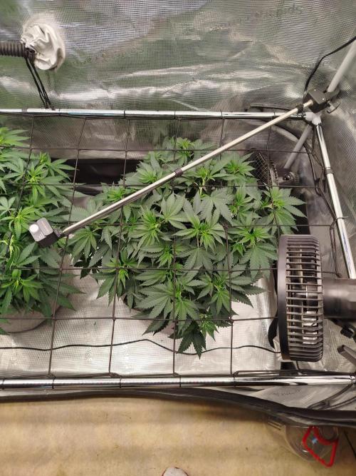 Living Soil Soma's Sacred Soil. Week 9