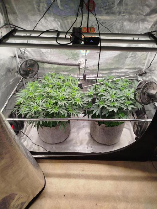 Living Soil Soma's Sacred Soil. Week 10