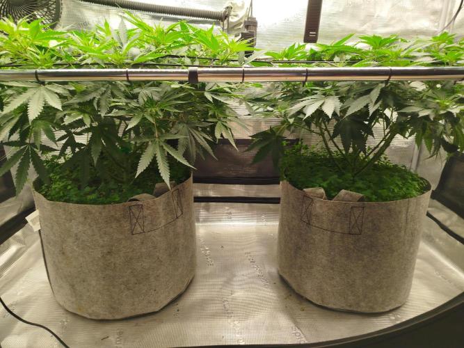 Living Soil Soma's Sacred Soil. Week 10