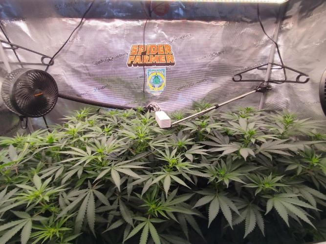 Living Soil Soma's Sacred Soil. Week 11