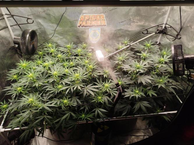 Living Soil Soma's Sacred Soil. Week 12