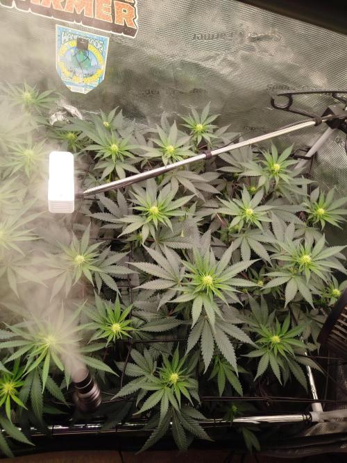 Living Soil Soma's Sacred Soil. Week 12