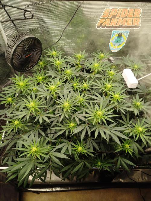 Living Soil Soma's Sacred Soil. Week 12