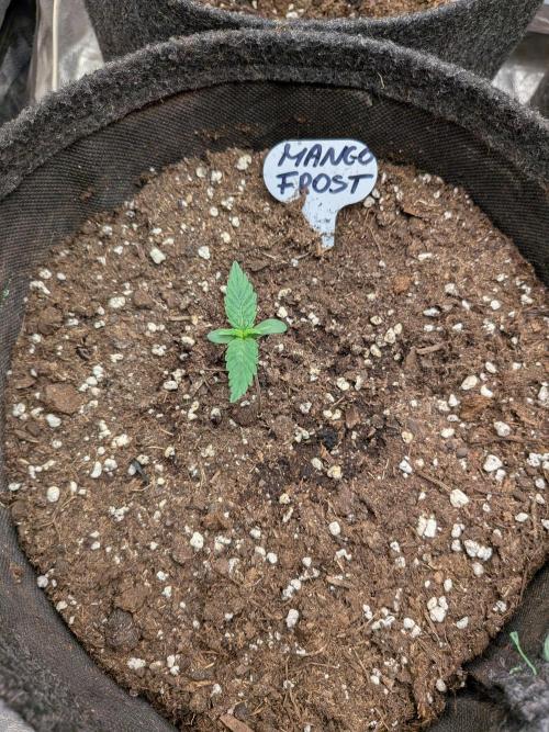 Automaty od FB42. Week 1