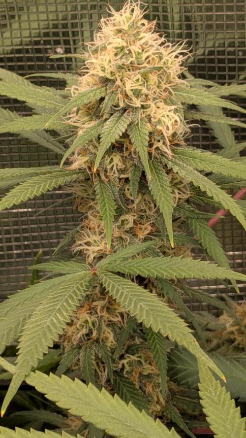 Living Soil Soma's Sacred Soil. Week 16