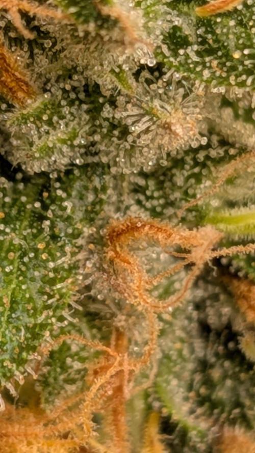 Living Soil Soma's Sacred Soil. Week 18 - Holy Punch 