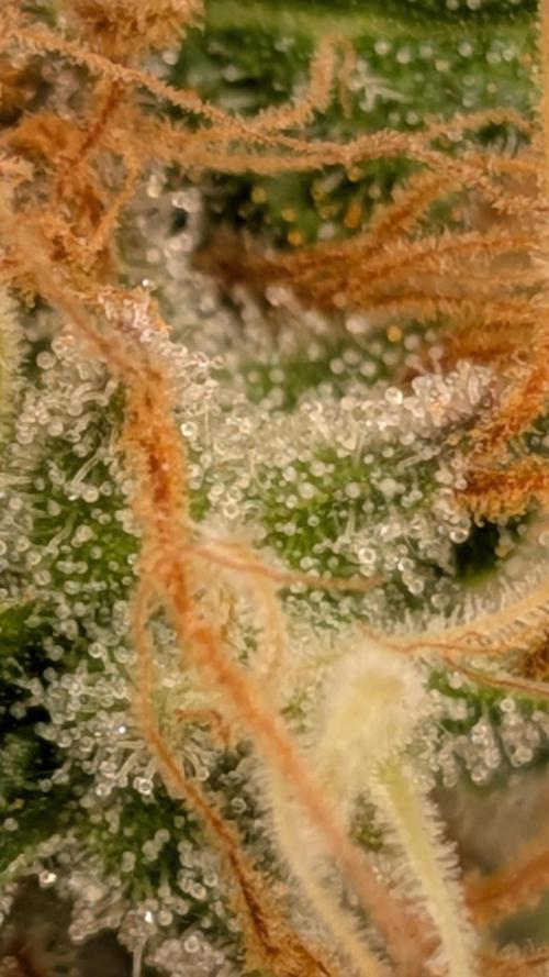 Living Soil Soma's Sacred Soil. Week 18 - Holy Punch 