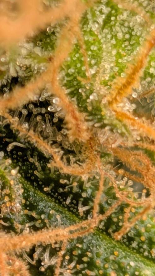 Living Soil Soma's Sacred Soil. Week 18 - Holy Punch 