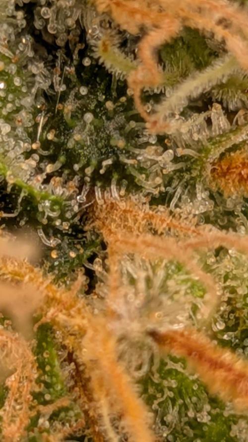 Living Soil Soma's Sacred Soil. Week 18 - Holy Punch 