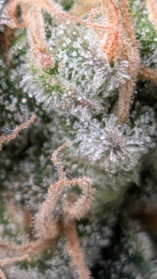 Living Soil Soma's Sacred Soil. Week 18 - Banana Blaze 