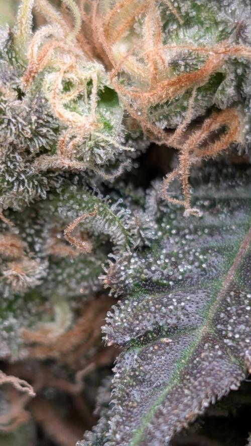 Living Soil Soma's Sacred Soil. Week 18 - Banana Blaze 