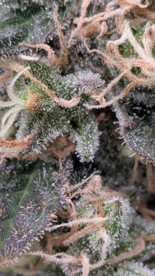 Living Soil Soma's Sacred Soil. Week 18 - Banana Blaze 