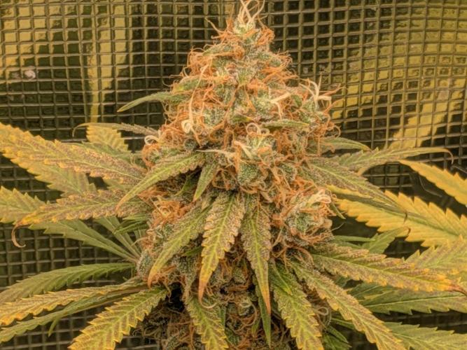Living Soil Soma's Sacred Soil. Week 18 - Holy Punch 