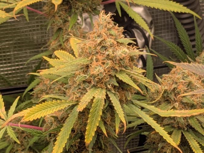 Living Soil Soma's Sacred Soil. Week 18 - Holy Punch 
