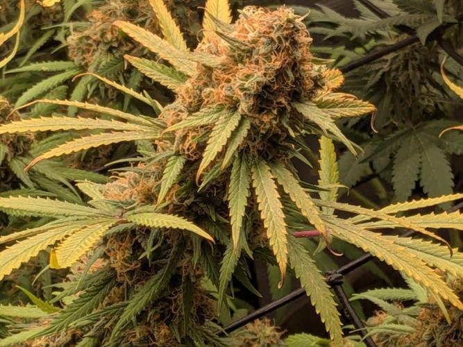 Living Soil Soma's Sacred Soil. Week 18 - Holy Punch 