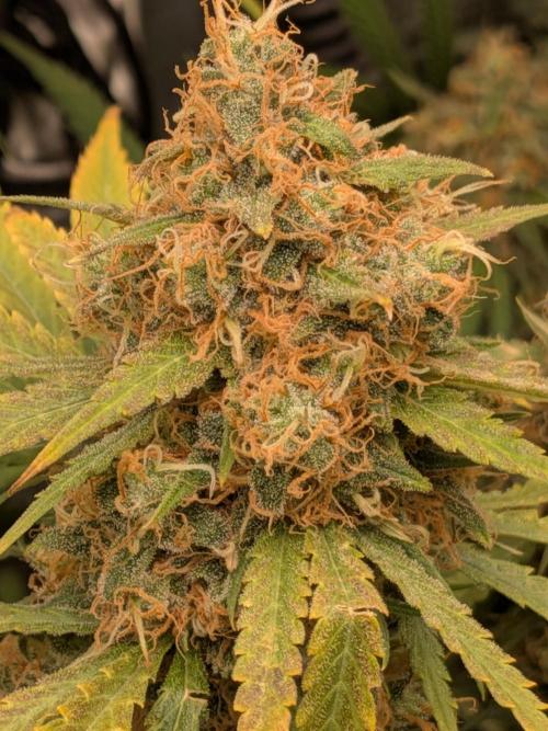 Living Soil Soma's Sacred Soil. Week 18 - Holy Punch 