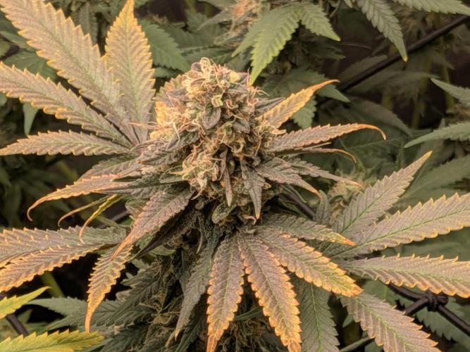 Living Soil Soma's Sacred Soil. Week 18 - Banana Blaze 