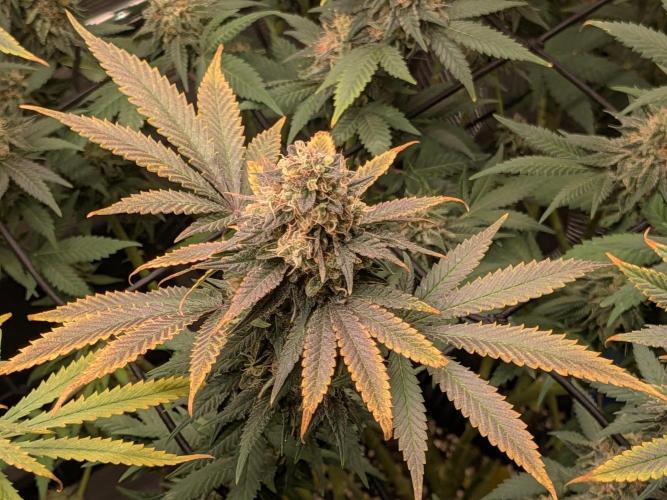 Living Soil Soma's Sacred Soil. Week 18 - Banana Blaze 