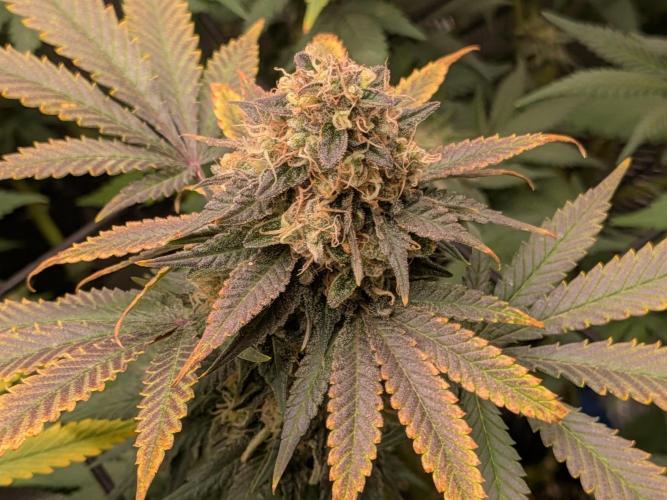 Living Soil Soma's Sacred Soil. Week 18 - Banana Blaze 