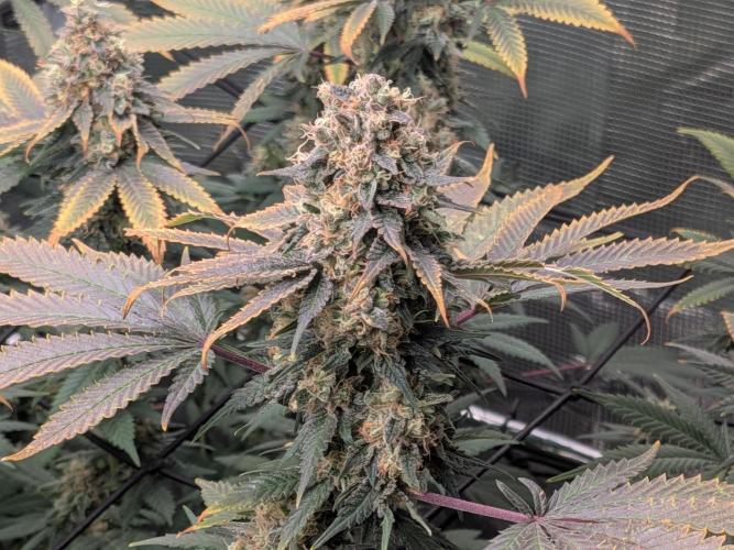 Living Soil Soma's Sacred Soil. Week 18 - Banana Blaze 