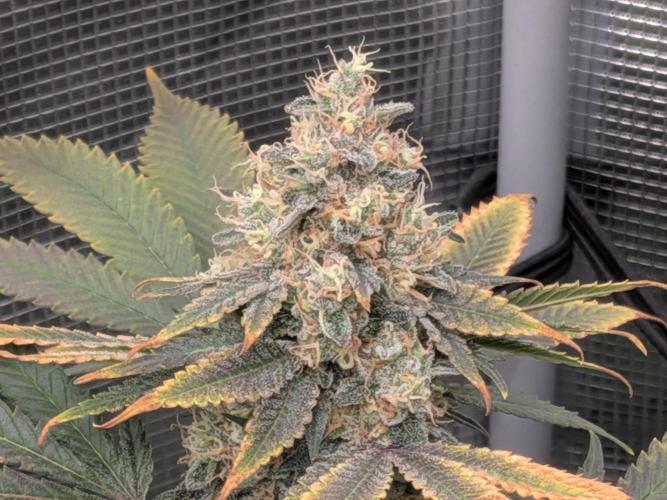Living Soil Soma's Sacred Soil. Week 18 - Banana Blaze 