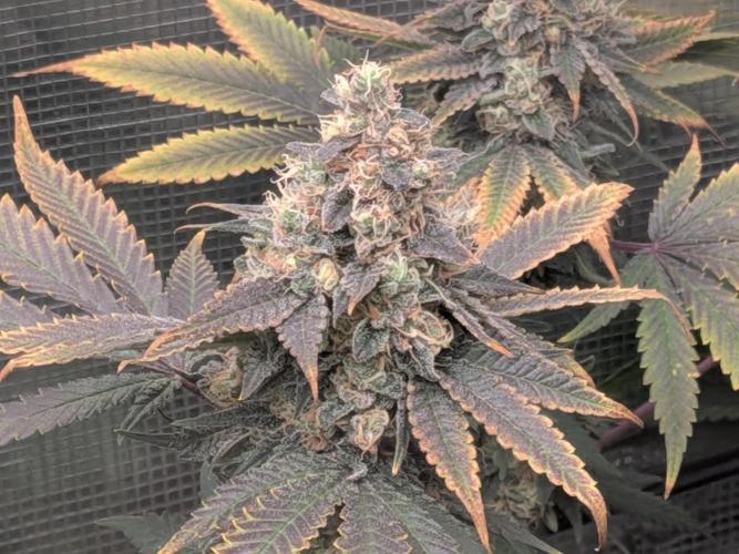 Living Soil Soma's Sacred Soil. Week 18 - Banana Blaze 