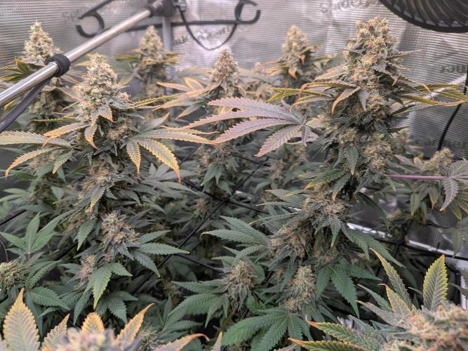 Living Soil Soma's Sacred Soil. Week 18 - Banana Blaze 