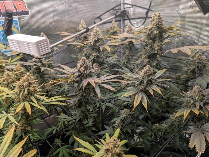Living Soil Soma's Sacred Soil. Week 18 - Banana Blaze 