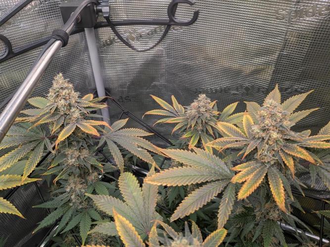 Living Soil Soma's Sacred Soil. Week 18 - Banana Blaze 