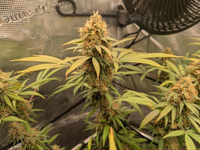 Living Soil Soma's Sacred Soil. Week 18 - Holy Punch 