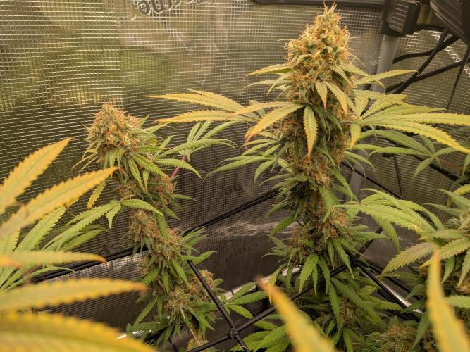 Living Soil Soma's Sacred Soil. Week 18 - Holy Punch 