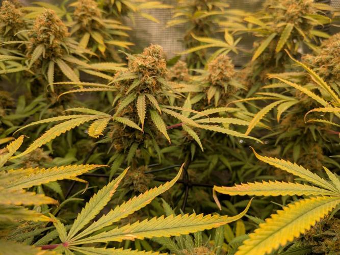 Living Soil Soma's Sacred Soil. Week 18 - Holy Punch 