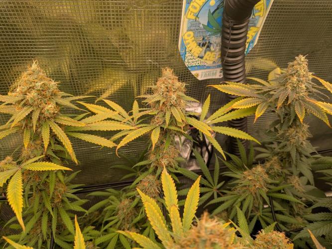 Living Soil Soma's Sacred Soil. Week 18 - Holy Punch 