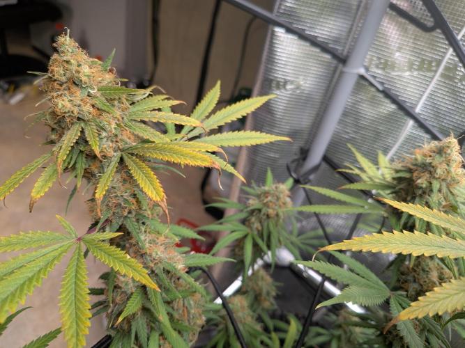 Living Soil Soma's Sacred Soil. Week 18 - Holy Punch 