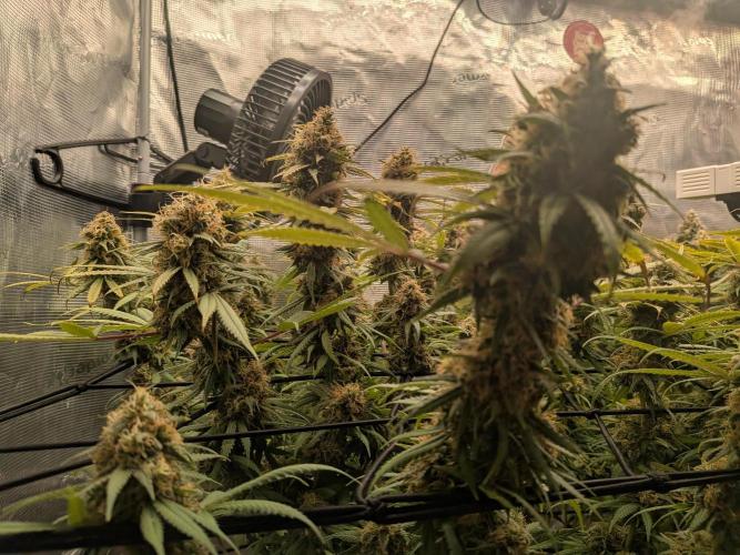 Living Soil Soma's Sacred Soil. Week 18 - Holy Punch 