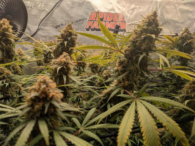 Living Soil Soma's Sacred Soil. Week 18 - Holy Punch 