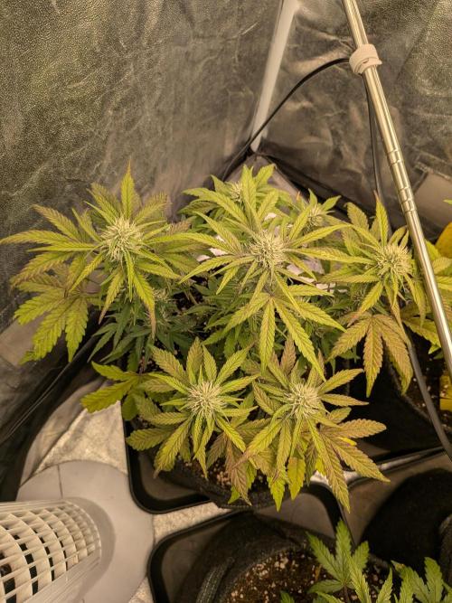 Automaty od FB42. Week 6