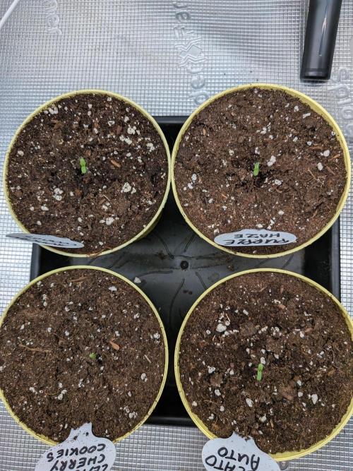 Fast Bud42 Naturalnie. Week 0