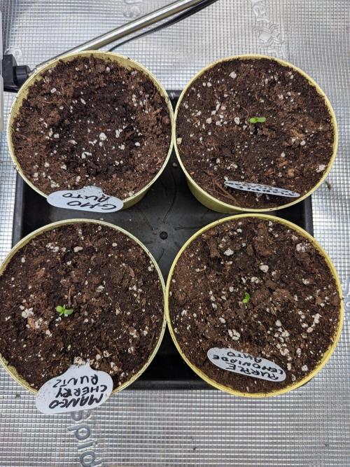 Fast Bud42 Naturalnie. Week 0