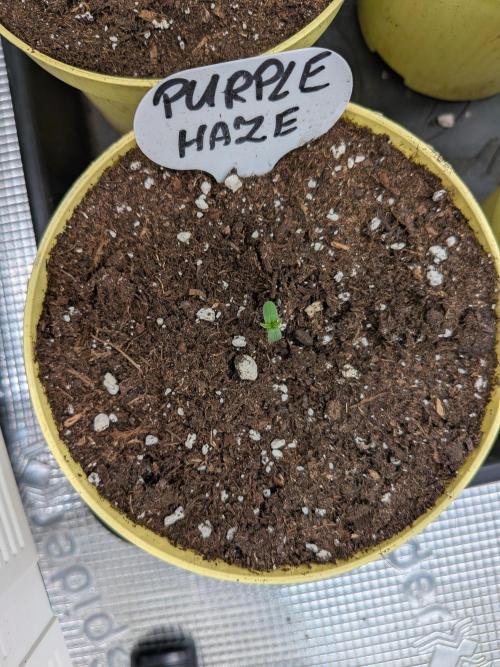 Fast Bud42 Naturalnie. Week 0
