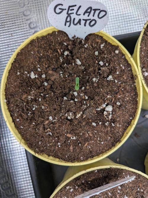 Fast Bud42 Naturalnie. Week 0