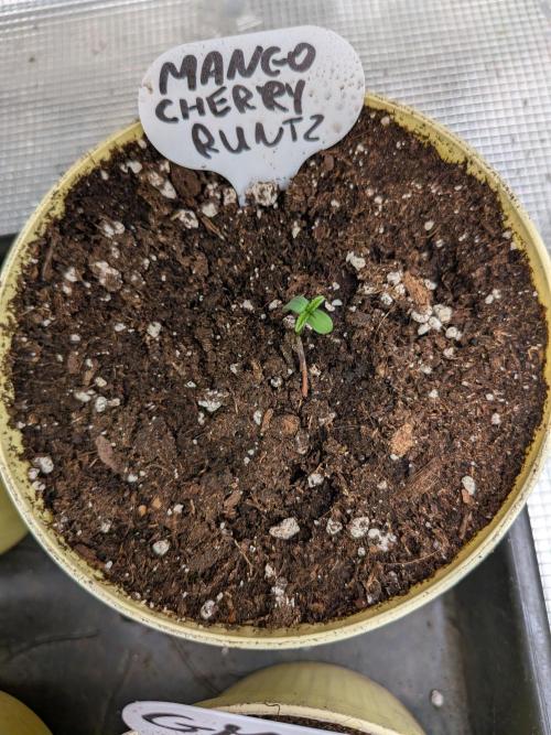 Fast Bud42 Naturalnie. Week 0