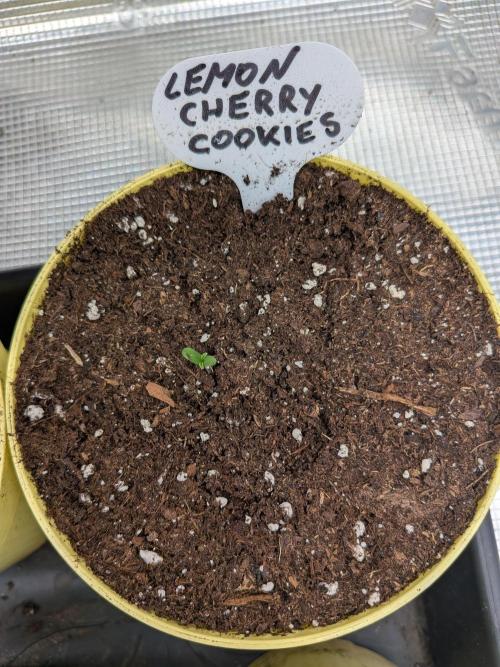 Fast Bud42 Naturalnie. Week 0