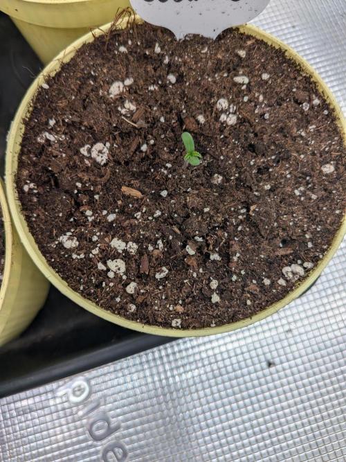 Fast Bud42 Naturalnie. Week 0