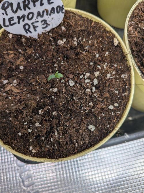 Fast Bud42 Naturalnie. Week 0