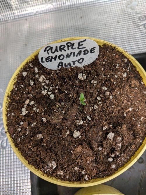 Fast Bud42 Naturalnie. Week 0